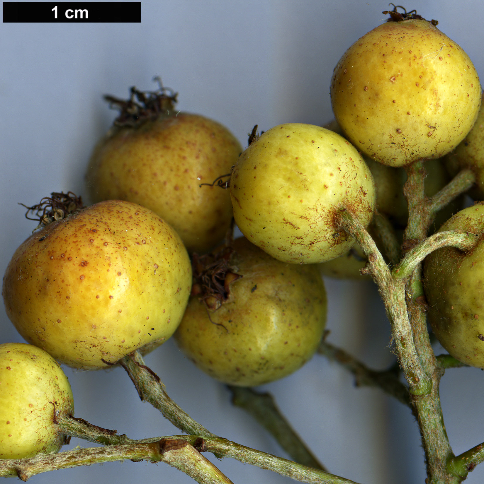 High resolution image: Family: Rosaceae - Genus: Sorbus - Taxon: hudsonii